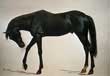 The Black Horse by Albert Bierstadt