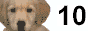 Visit the Dogstop50