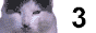 Visit the Catstop50
